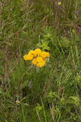 Berkheya umbellata