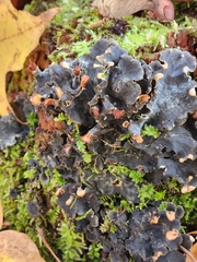 Peltigera polydactylon