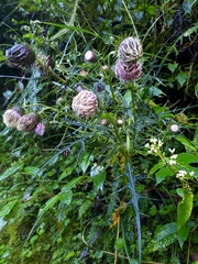 Cirsium tatakaense