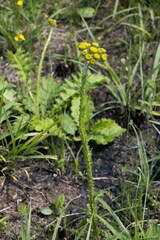 Berkheya umbellata