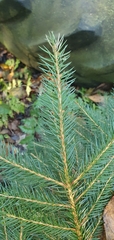 Picea sitchensis