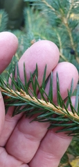 Picea sitchensis