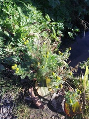 Matricaria discoidea