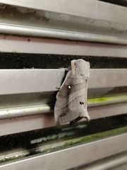 Lebeda nobilis