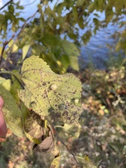 Pachypsylla celtidismamma