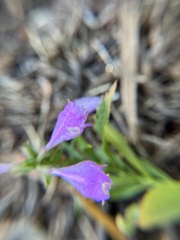 Physostegia