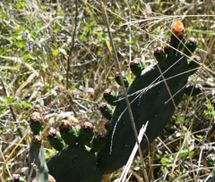 Opuntia megapotamica