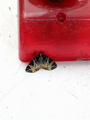 Evecliptopera illitata