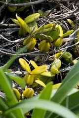 Bulbophyllum scaberulum
