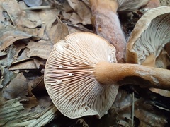 Lactarius subdulcis