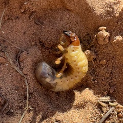 Polyphylla decemlineata