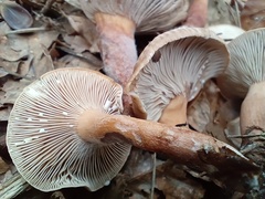 Lactarius subdulcis