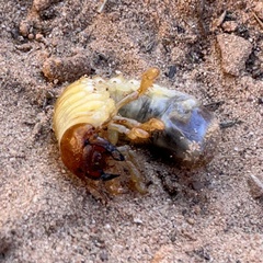 Polyphylla decemlineata