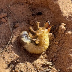 Polyphylla decemlineata