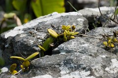 Bulbophyllum scaberulum