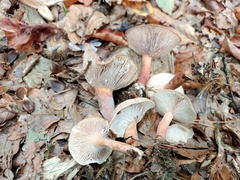 Lactarius subdulcis