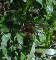 Teleogryllus