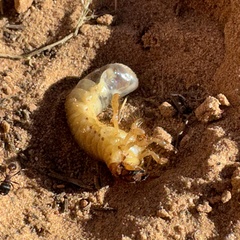 Polyphylla decemlineata