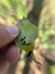 Eriophyes cerasicrumena