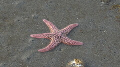 Pisaster brevispinus