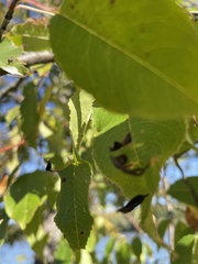 Eriophyes cerasicrumena