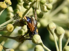 Phasia aurigera