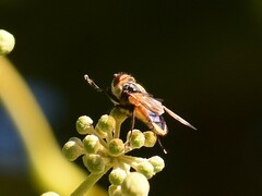 Phasia aurigera