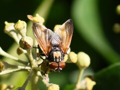 Phasia aurigera