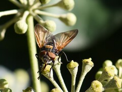 Phasia aurigera
