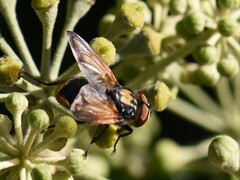 Phasia aurigera