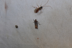 Eucosma ochroterminana