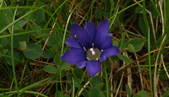 Gentiana dshimilensis