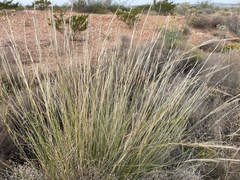 Aristida purpurea