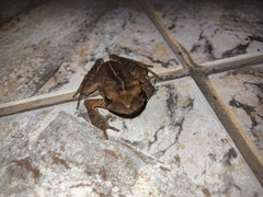 Rhinella ornata