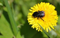 Bombus lapidarius