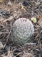 Mammillaria grahamii
