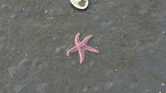 Pisaster brevispinus