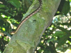 Dendrelaphis ngansonensis