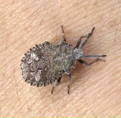 Megymenum brevicorne