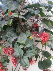 Clerodendrum splendens