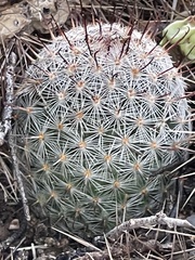 Mammillaria grahamii
