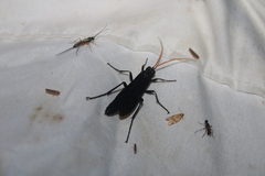 Gnamptopelta obsidianator