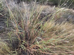 Bothriochloa barbinodis