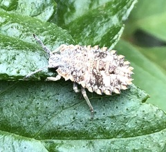 Megymenum brevicorne