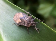 Megymenum brevicorne