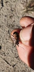 Cicindela hybrida