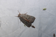 Catocala grynea
