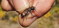Cicindela hybrida