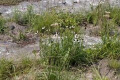 Callilepis laureola