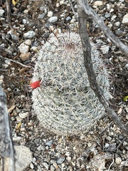Mammillaria grahamii
